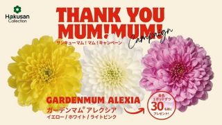 ガーデンマム アレクシア 3色(3ポット)セットが抽選で30名に当たる