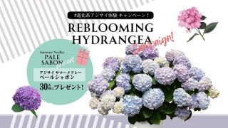 PROVEN WINNERSでアジサイ サマーメドレー ペールシャボンが抽選で30名に当たる