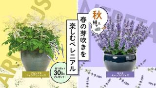 ハクサン ペレニアル (宿根草・多年草) 2ポットセットが抽選で30名に当たる