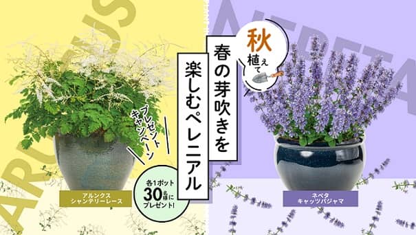 ハクサン ペレニアル (宿根草・多年草) 2ポットセットが抽選で30名に当たる