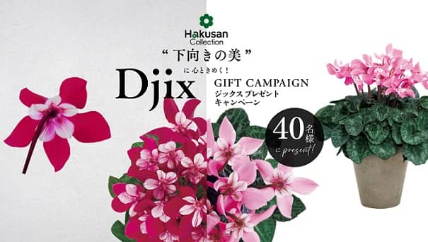 シクラメン ジックス ピンク & シクラメン ジックス ワインレッド 合計2ポットが抽選で40名に当たる