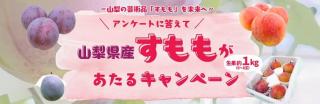 ニッポンエール 山梨県産すもも 生果約1kgが抽選で100名に当たる