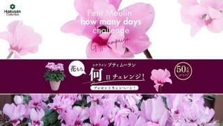 Hakusan シクラメン プティムーラン 1ポットが抽選で50名に当たる