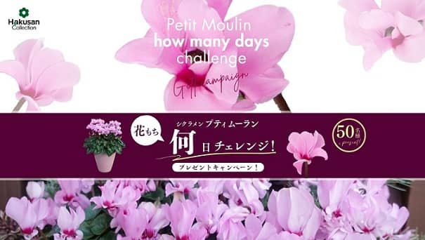 Hakusan シクラメン プティムーラン 1ポットが抽選で50名に当たる