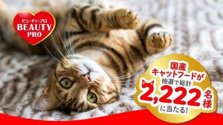 【猫飼っている方】国産キャットフードが2,222名にその場で当たる