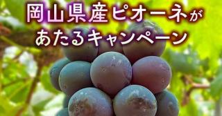 岡山県産ピオーネ 1kgが抽選で100名に当たる