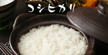 【5kg 2,390円】新米 令和8年産 高知県産 コシヒカリ 10kgが4,780円
